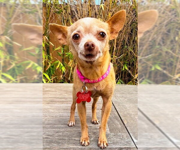 Medium Photo #1 Chihuahua Puppy For Sale in San Diego, CA, USA