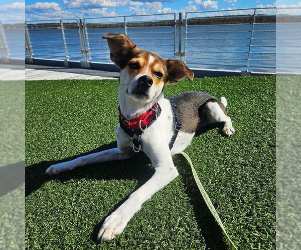 Medium Photo #3 Raggle Puppy For Sale in Atlanta, GA, USA