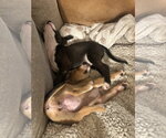 Small #2 American Pit Bull Terrier Mix