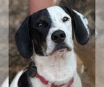 Small #5 Dachshund Mix