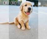 Small Photo #2 English Cream Golden Retriever Puppy For Sale in GARDENA, CA, USA