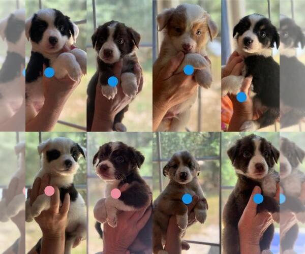 Medium Photo #1 Border-Aussie Puppy For Sale in ORLANDO, FL, USA