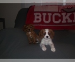 Small Photo #34 Cavalier King Charles Spaniel Puppy For Sale in HOWLAND, OH, USA