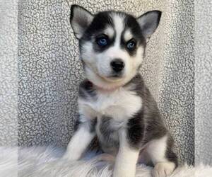 Pomsky Puppy for sale in GORDONVILLE, PA, USA