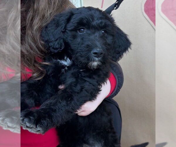 Medium Photo #4 Black Mouth Cur-Poodle (Standard) Mix Puppy For Sale in Grafton, WI, USA