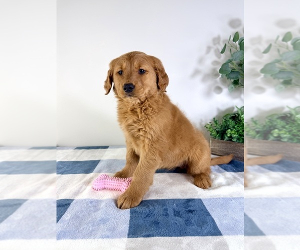 Medium Photo #4 Golden Retriever Puppy For Sale in GREENFIELD, IN, USA