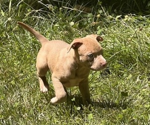 American Pit Bull Terrier Puppy for sale in LEES SUMMIT, MO, USA