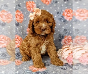 Cockapoo-Poodle (Miniature) Mix Puppy for sale in NOTTINGHAM, PA, USA