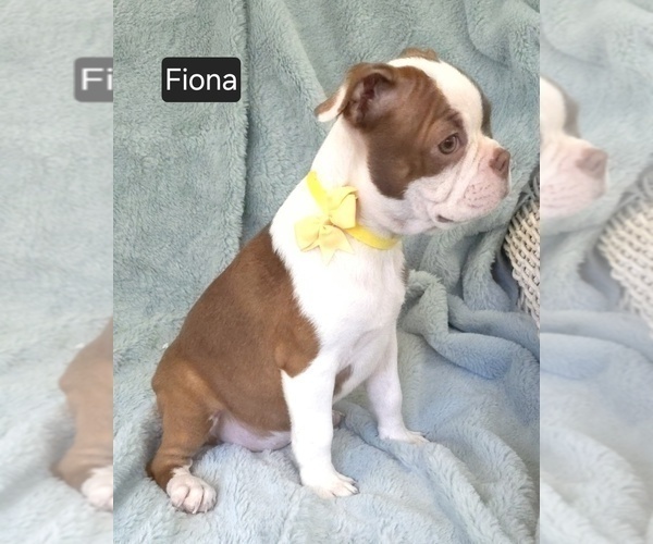Medium Photo #3 Boston Terrier Puppy For Sale in MINERAL WELLS, WV, USA