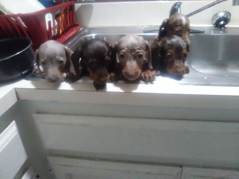 Medium Photo #1 Dachshund Puppy For Sale in BAKERSFIELD, CA, USA