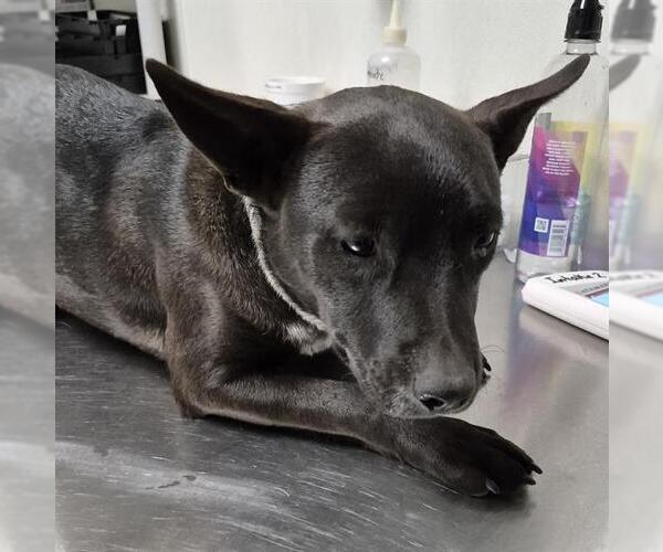 Medium Photo #1 Texas Heeler-Unknown Mix Puppy For Sale in Bakersfield, CA, USA