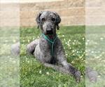 Small Poodle (Standard) Mix