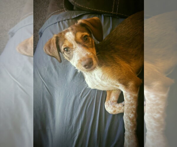Medium Photo #1 Mutt Puppy For Sale in Salt Lake City, UT, USA