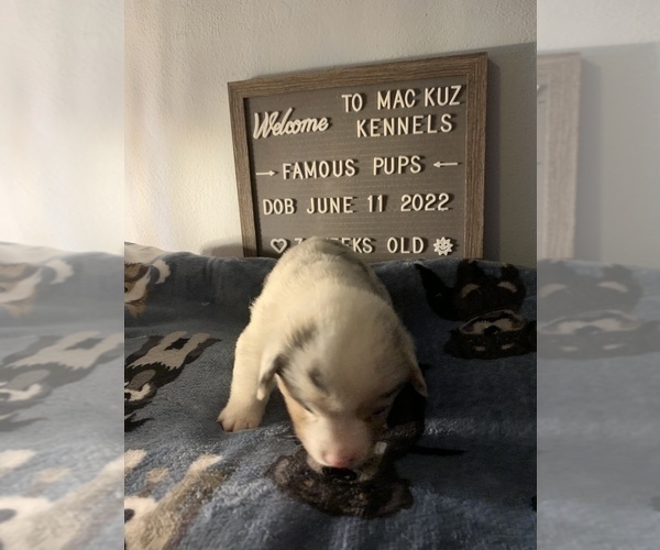 Medium Photo #20 Welsh Cardigan Corgi Puppy For Sale in SUN PRAIRIE, WI, USA