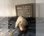 Small Photo #20 Welsh Cardigan Corgi Puppy For Sale in SUN PRAIRIE, WI, USA