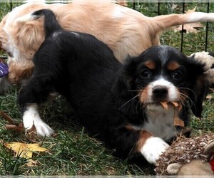 Cockalier Puppy for sale in CARLISLE, KY, USA