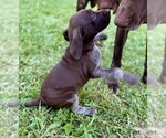 Puppy Female 1 German Shorthaired Pointer