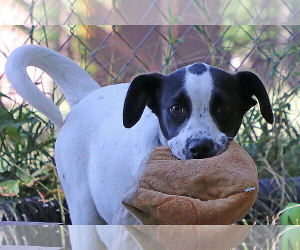 Medium Photo #2 Pointer-Unknown Mix Puppy For Sale in Union, WV, USA