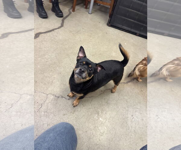 Medium Photo #5 Chihuahua-Unknown Mix Puppy For Sale in Rockaway, NJ, USA