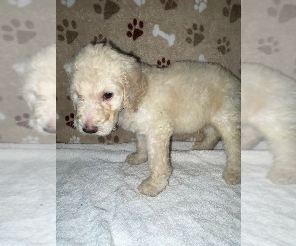 Medium Photo #16 Poodle (Standard) Puppy For Sale in RALEIGH, NC, USA