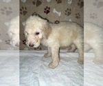 Small Photo #16 Poodle (Standard) Puppy For Sale in RALEIGH, NC, USA