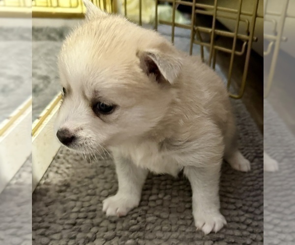 Medium Photo #163 Pomsky Puppy For Sale in LOVELAND, CO, USA