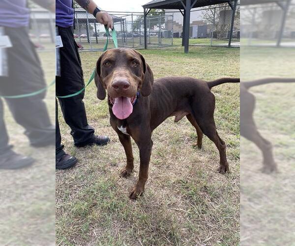 Medium Photo #1 American Pit Bull Terrier-Labrador Retriever Mix Puppy For Sale in Corpus Christi, TX, USA