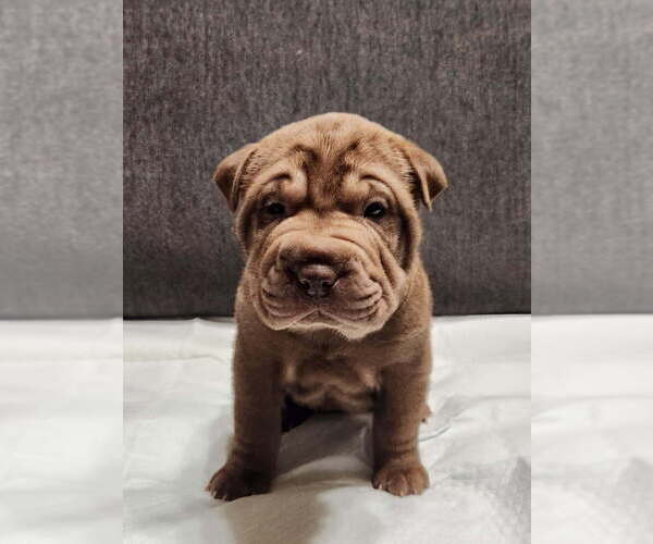 Medium Photo #4 Chinese Shar-Pei Puppy For Sale in SHAWNEE, OK, USA