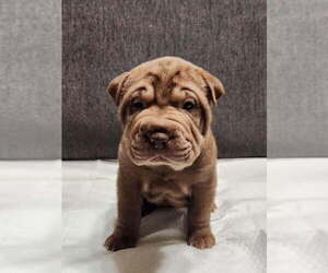 Medium Chinese Shar-Pei