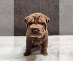 Puppy 2 Chinese Shar-Pei