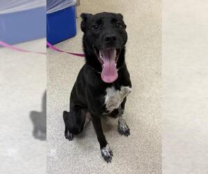 Mutt Dogs for adoption in Riverside, CA, USA