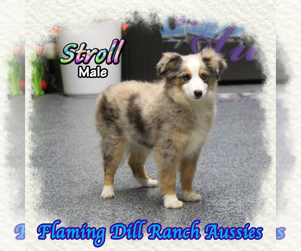 Medium Photo #1 Miniature Australian Shepherd Puppy For Sale in FORESTBURG, TX, USA