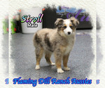 Image preview for Ad Listing. Nickname: Stroll