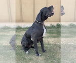 Small #2 Great Dane