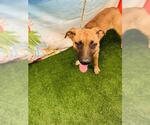 Small #1 Labrador Retriever Mix
