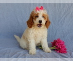 Small Photo #5 Goldendoodle (Miniature) Puppy For Sale in MILLERSBURG, OH, USA