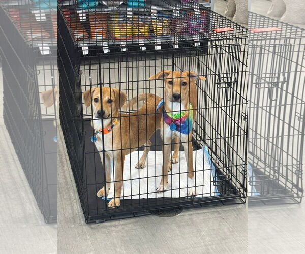 Medium Photo #1 Labrador Retriever-Unknown Mix Puppy For Sale in Virginia Beach, VA, USA