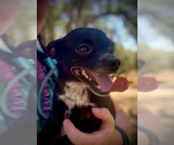 Medium Photo #1 Chihuahua-Unknown Mix Puppy For Sale in San Andreas, CA, USA