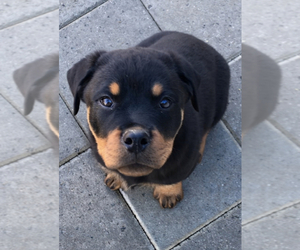 Rottweiler Puppy for Sale in VONORE, Tennessee USA