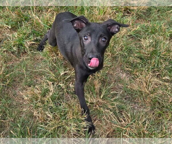 Medium Photo #2 Mutt Puppy For Sale in Anniston, AL, USA