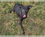 Small Photo #2 Mutt Puppy For Sale in Anniston, AL, USA