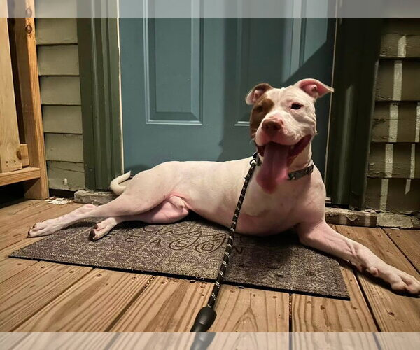 Medium Photo #3 Mutt Puppy For Sale in New London, WI, USA