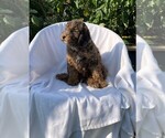 Small Photo #2 Goldendoodle (Miniature) Puppy For Sale in PISCATAWAY, NJ, USA