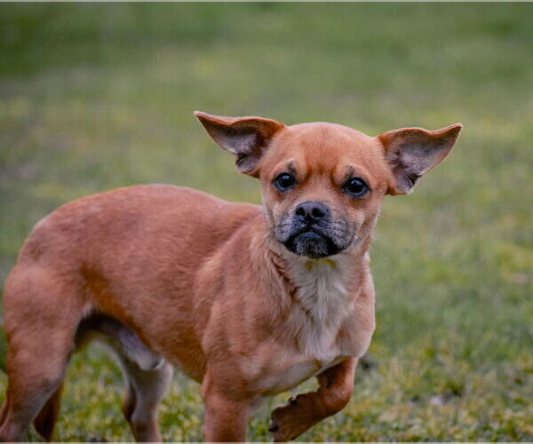 Medium Photo #4 French Bullhuahua Puppy For Sale in Arlington, WA, USA