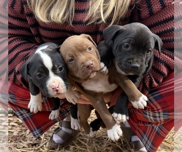 Medium Photo #2 American Bulldog Puppy For Sale in MACON, GA, USA