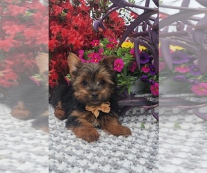 Yorkshire Terrier Puppy for sale in INDIANAPOLIS, IN, USA