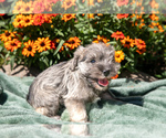 Puppy Nellie Schnauzer (Miniature)