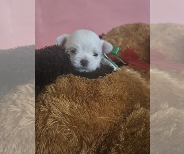 Medium Photo #1 Maltese Puppy For Sale in KILLEEN, TX, USA