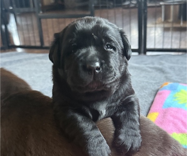 Medium Photo #6 Labrador Retriever Puppy For Sale in MILFORD, IL, USA