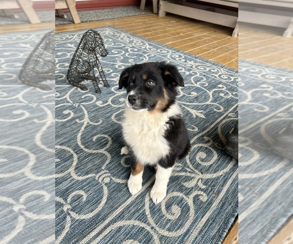 Medium Photo #2 Australian Shepherd Puppy For Sale in JEROMESVILLE, OH, USA